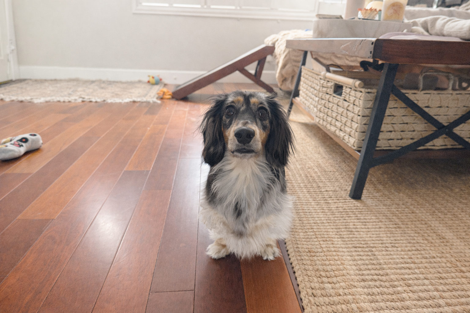 Adult Long-Haired Dachshund Coat Care: Shedding, Brushing, and Mat Prevention