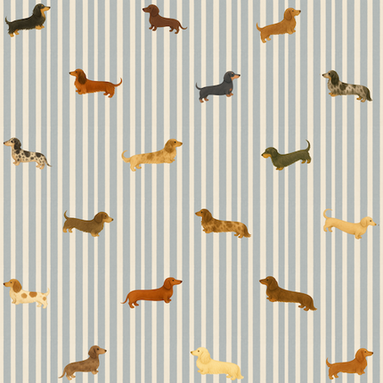 Collection image for: Long-Haired & Short-Haired Dachshund Mix Stripes