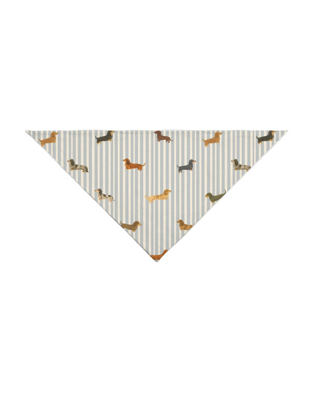 Dachshund dog bandana with blue and cream stripes with long and short haired doxies 