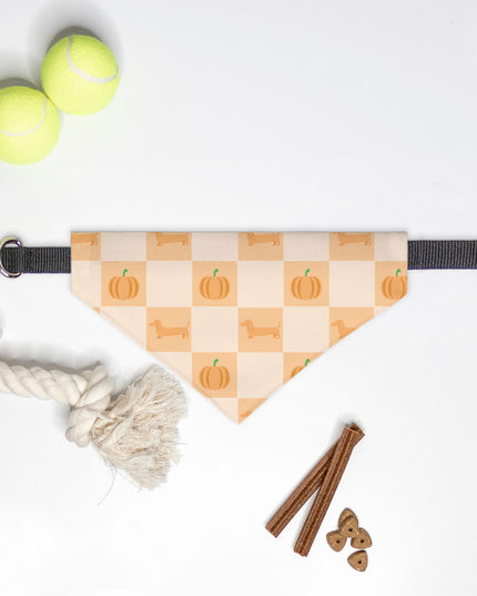 On Collar Pet Bandana  - Pumpkin Patched Dachshunds