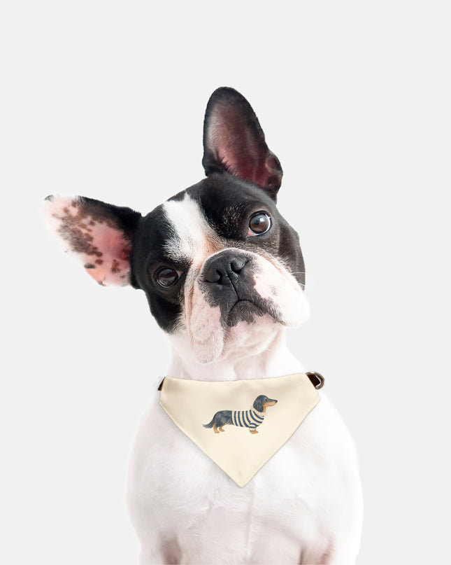 On Collar Pet Bandana  - Dachshund in Designer