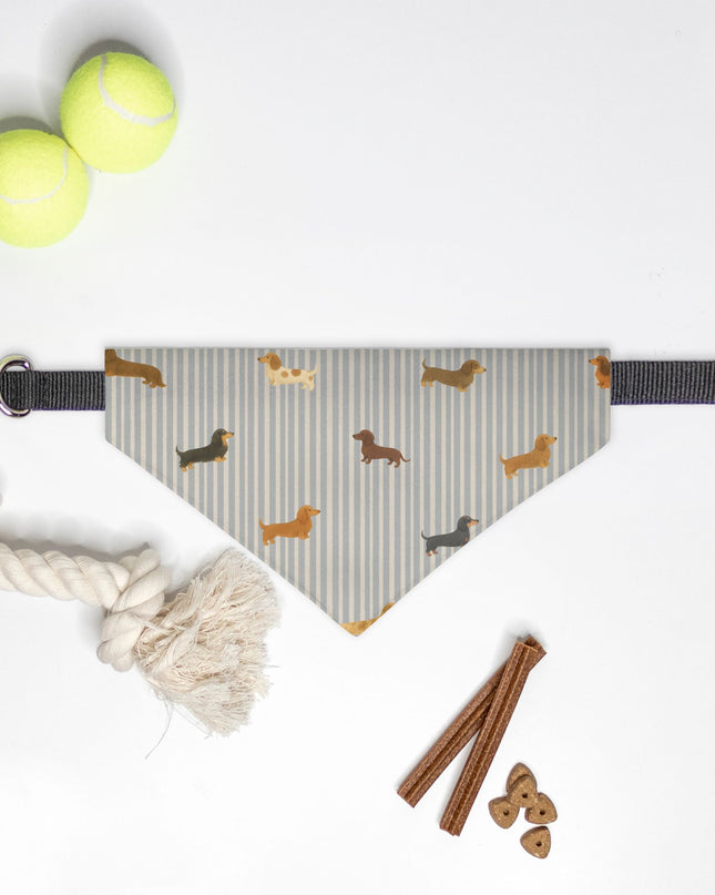 On Collar Dog Bandana  -  Long-Haired & Short-Haired Dachshund Mix Print