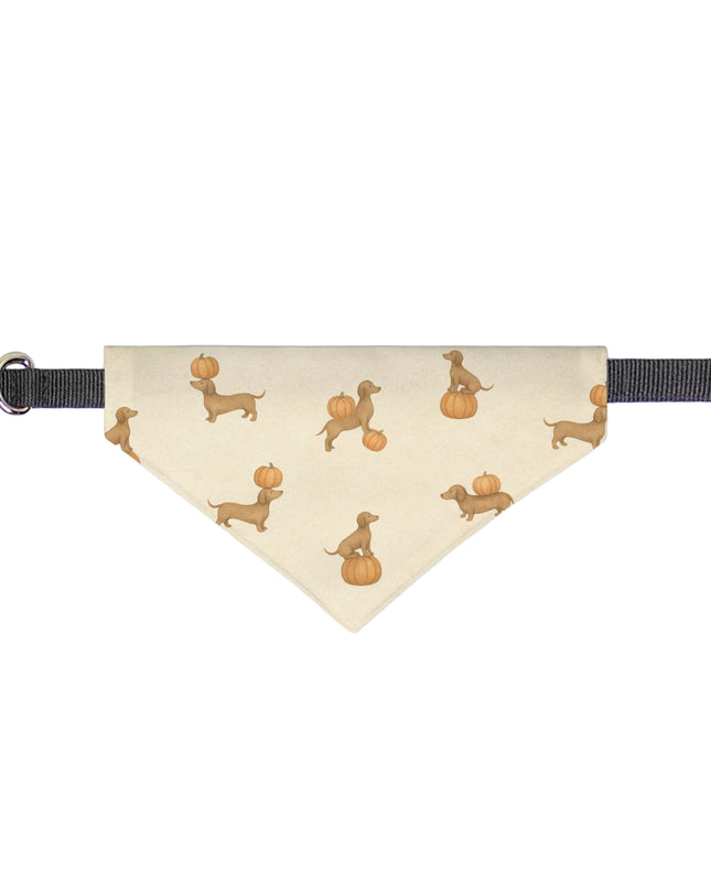 Dog bandana with dachshund and pumpkin design on a beige background