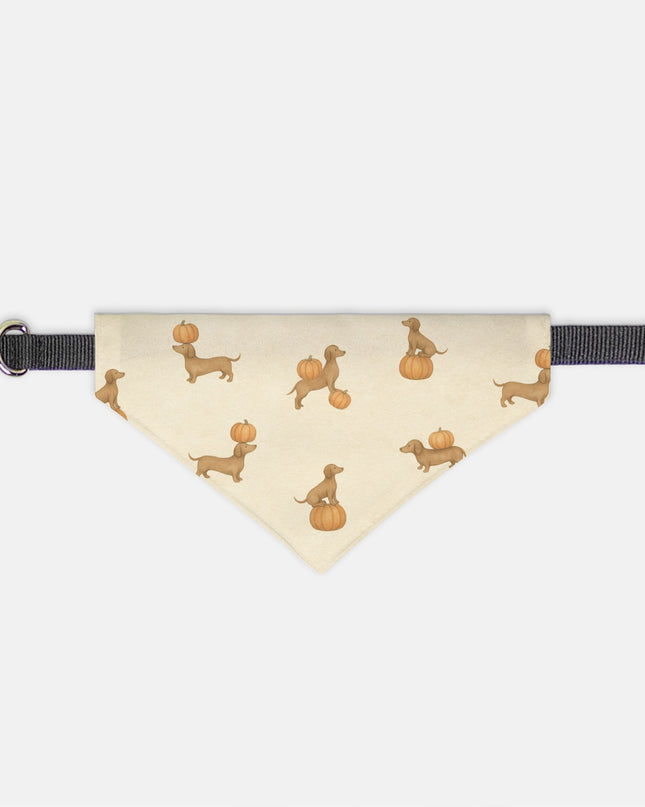 On Collar Pet Bandana  - Pumpkin Pup Parade – Autumn Dachshund Print