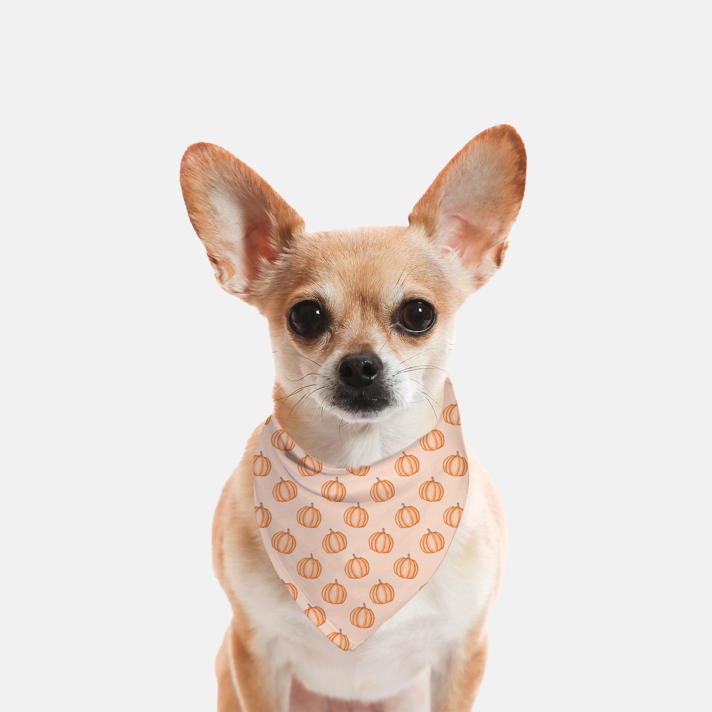 Pumpkin Patch Party Dog Bandana