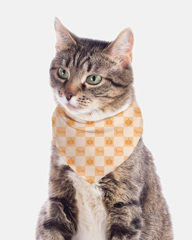 Tie On Dog Bandana - Pumpkin Patched Dachshunds