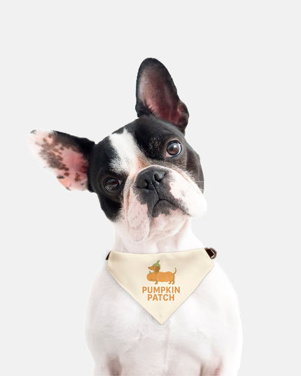 On Collar Dog Bandana  - Pumpkin Patch Dachshund
