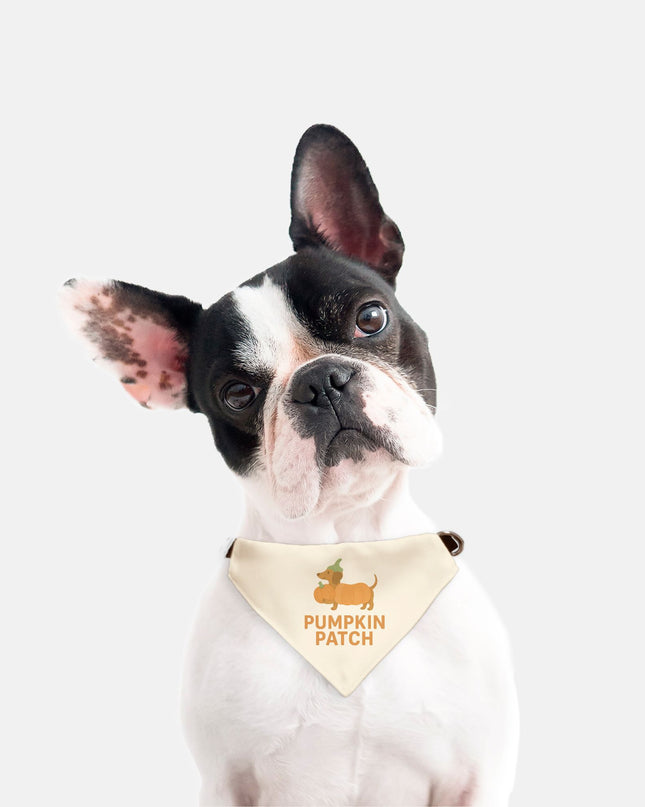 On Collar Dog Bandana  - Pumpkin Patch Dachshund