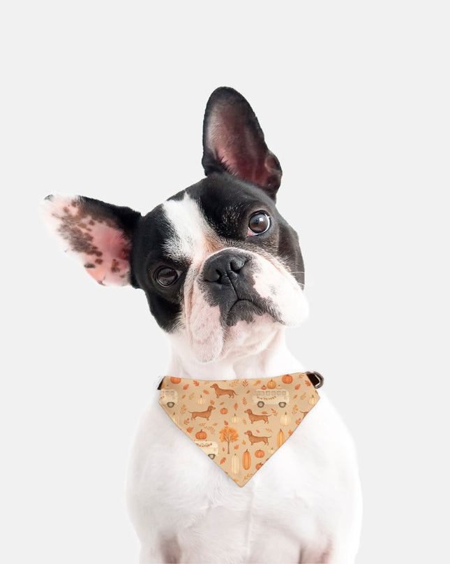 On Collar Dog Bandana  - Dachshund Harvest Road Trip