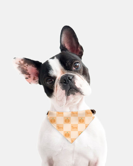 On Collar Pet Bandana  - Pumpkin Patched Dachshunds