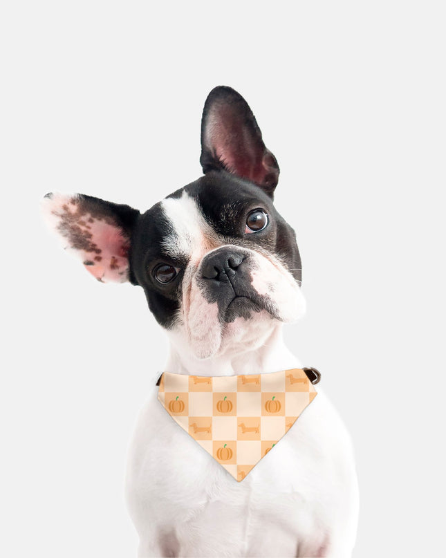 On Collar Pet Bandana  - Pumpkin Patched Dachshunds