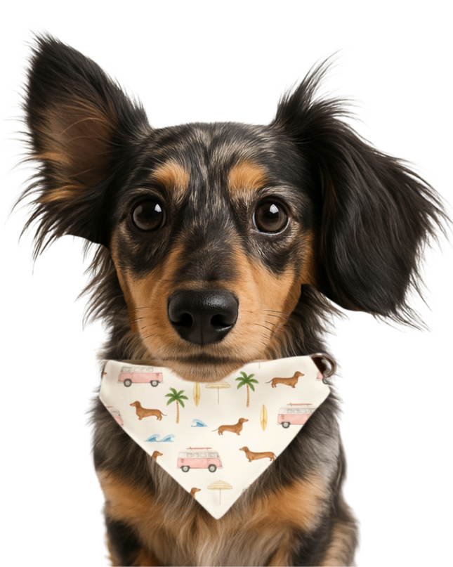 Long-haired dachshund modeling beachy on-collar bandana with surf vans and palm trees